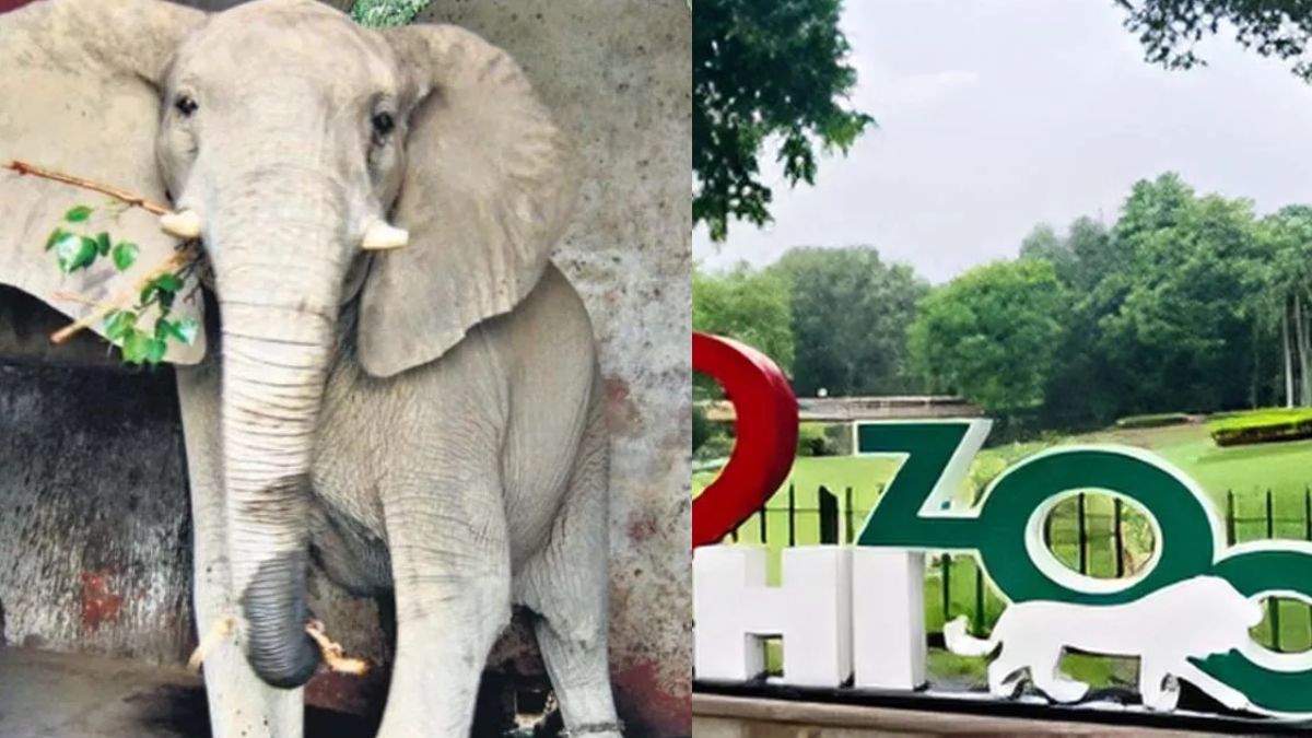 african elephant death viral infection in delhi zoo revealed by autopsy