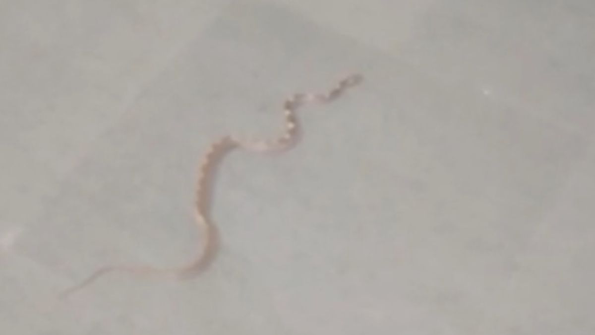 snake found in ghaziabad hospital ward patients panic