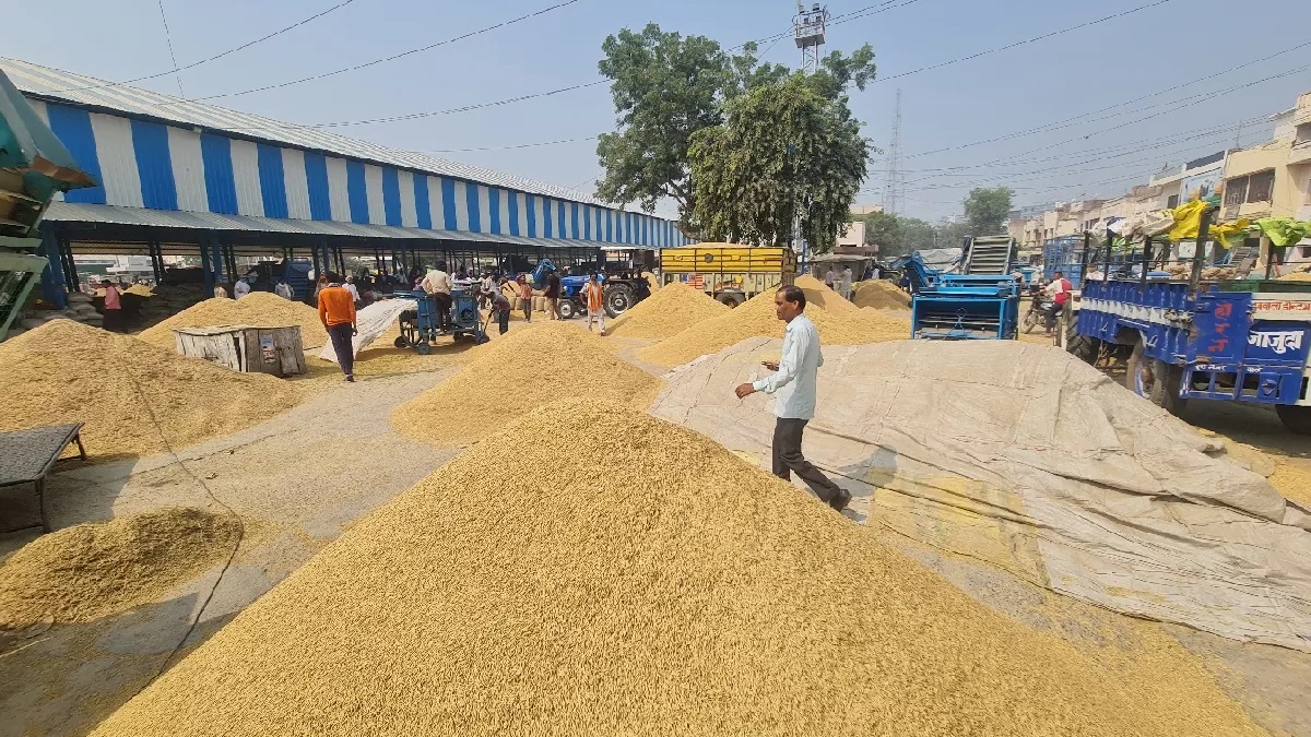 sirsa mandi 347070 mt paddy procured latest update