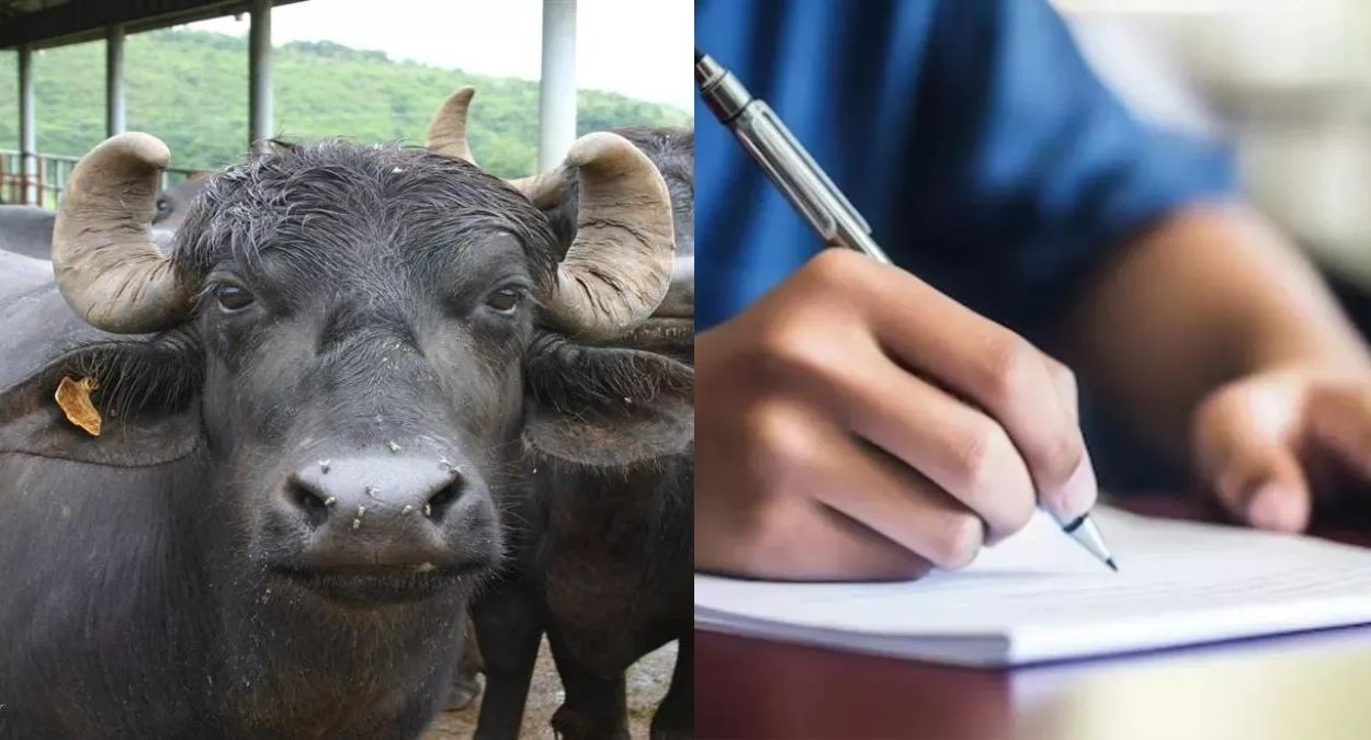 haryana animal husbandry department exam 56 officers fail