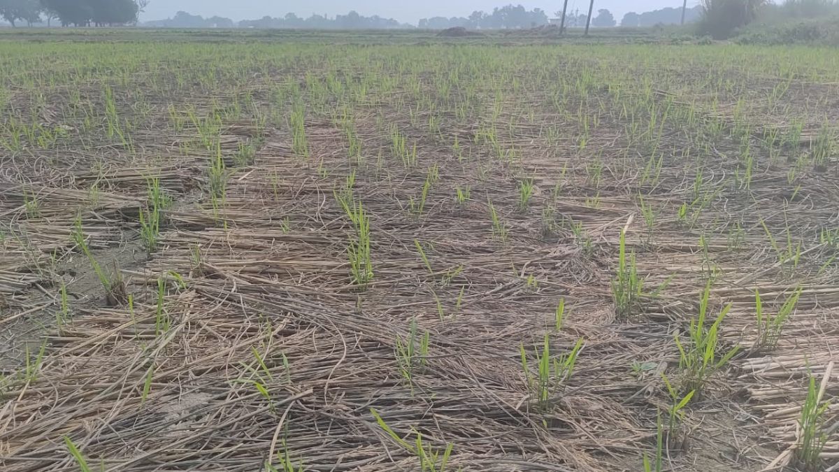 sultanpur farmers face crop loss after rain sprouted paddy seeds