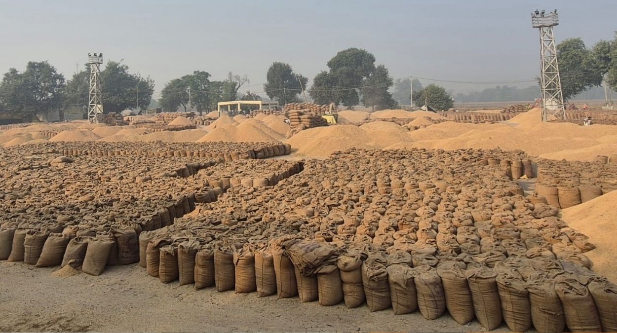 sangrur paddy procurement down 29 farmers face losses