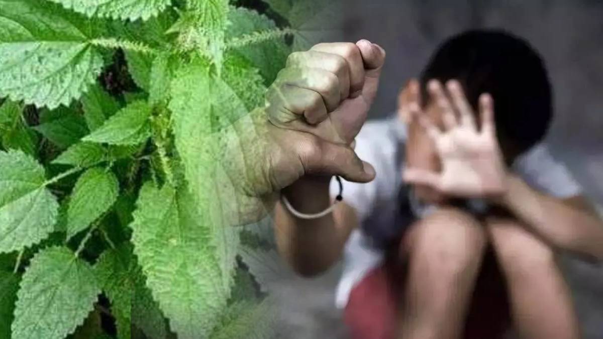 shimla school teachers accused of assaulting dalit student allegations of scorpion inserted in pants