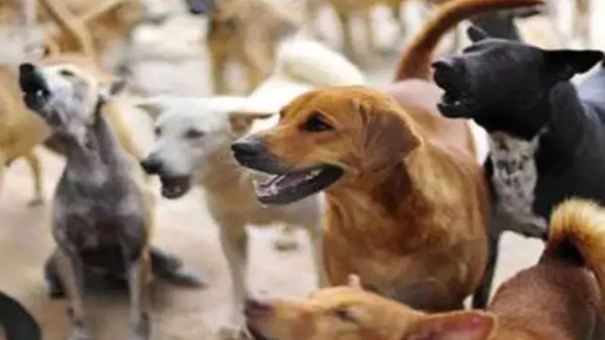 dog attack surge noida hospital sees 500 arv injections