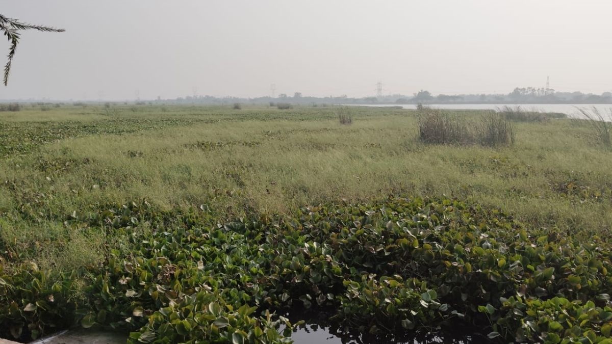 samsipur bird sanctuary gears up to welcome migratory birds