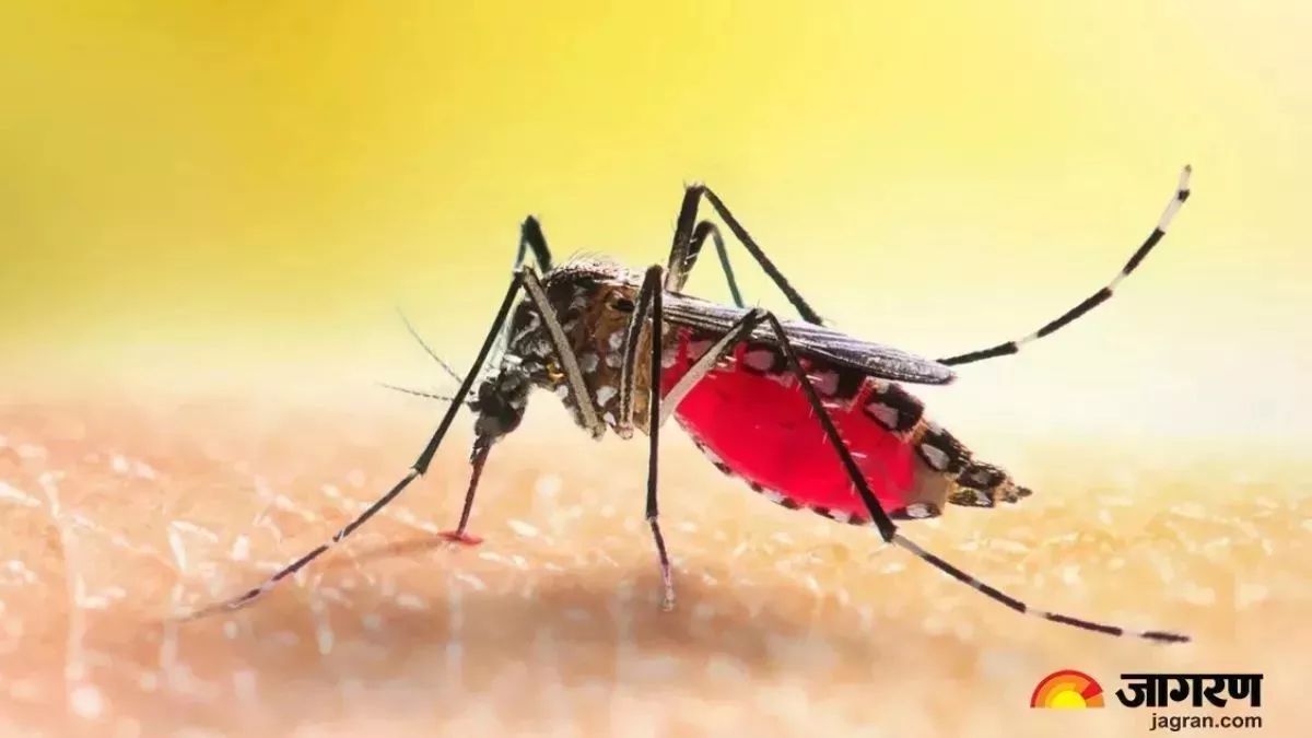dengue cases surge in kaithal 10 new cases reported