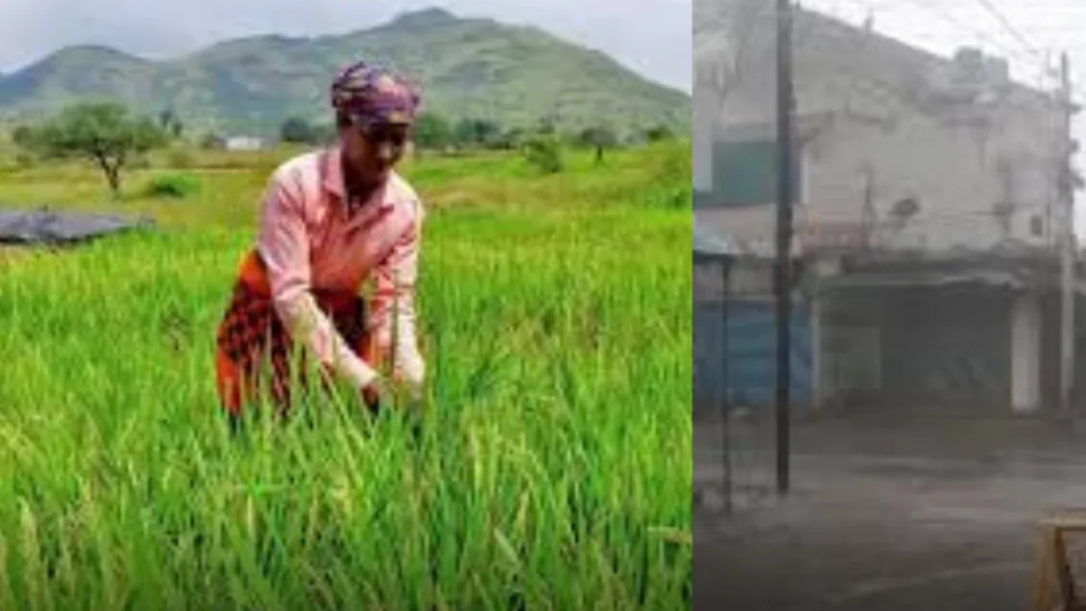 palghar unseasonal rain paddy crop damaged farmer claims rs 230 compensation