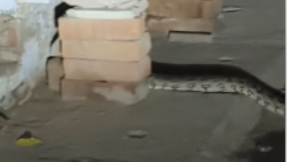 10 foot python creates panic in vindhyachal mirzapur