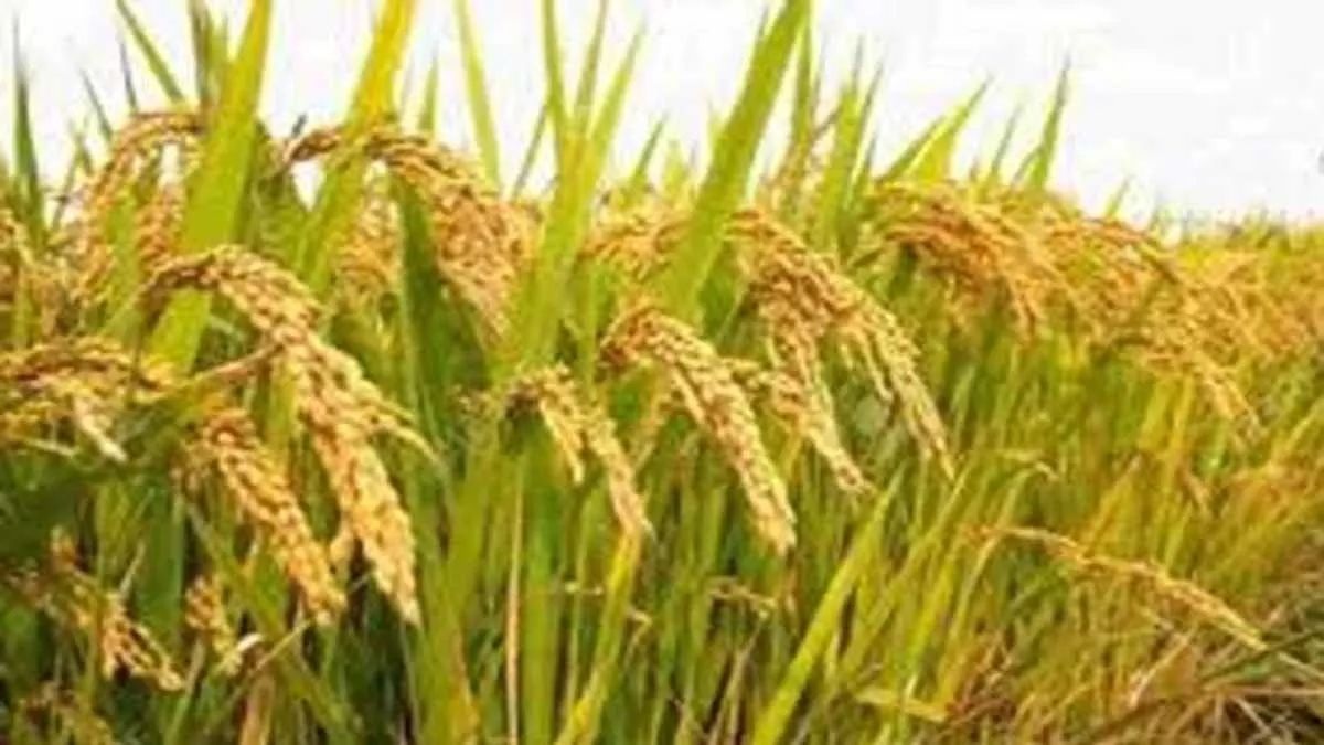 rabi crop seeds 50 subsidy for farmers in lakhimpur