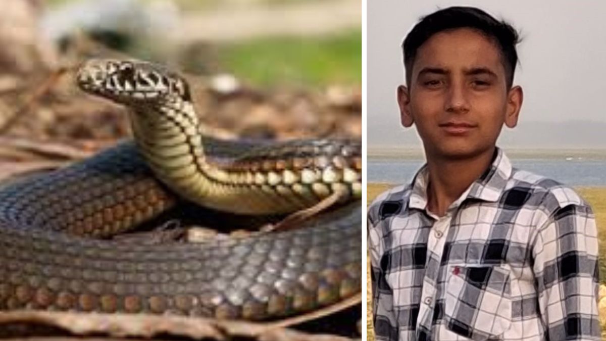 kangra snakebite death 16yearold dies fetching water