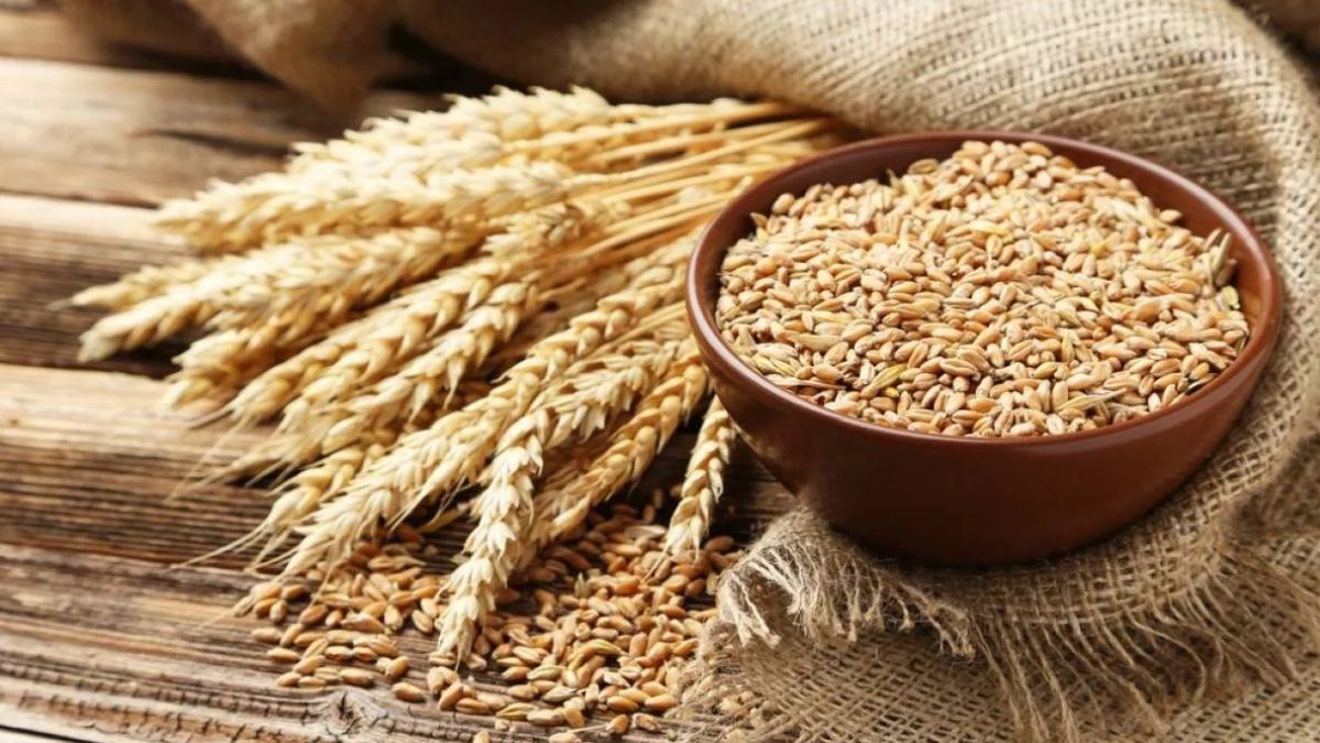 himachal farmers face setback wheat seed subsidy reduced