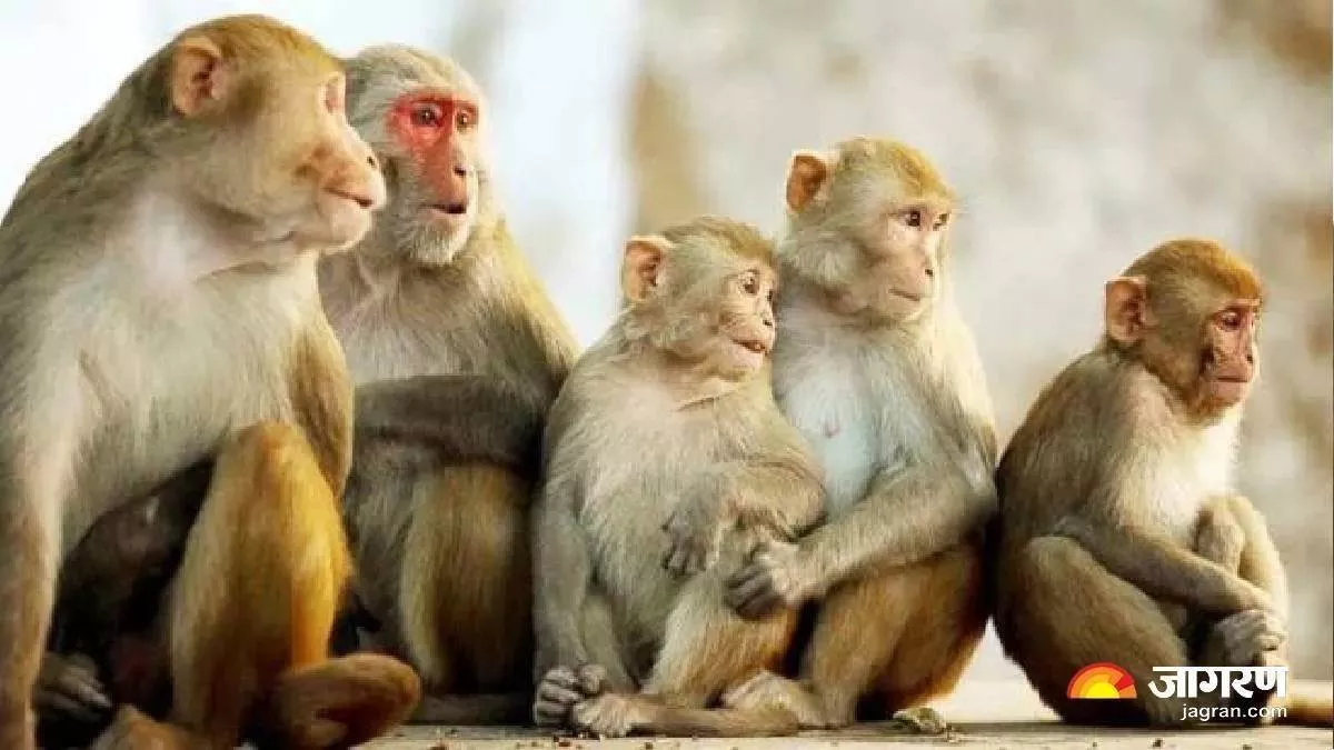 tragedy in up woman dies as monkeys cause roof collapse