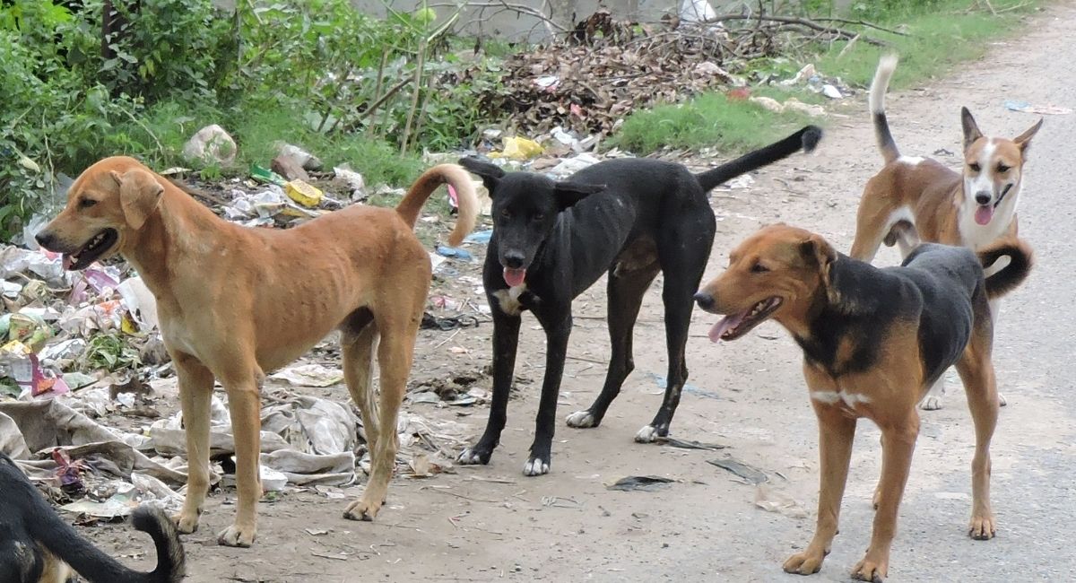 gorakhpur abc center opens dog catching begins relief for residents