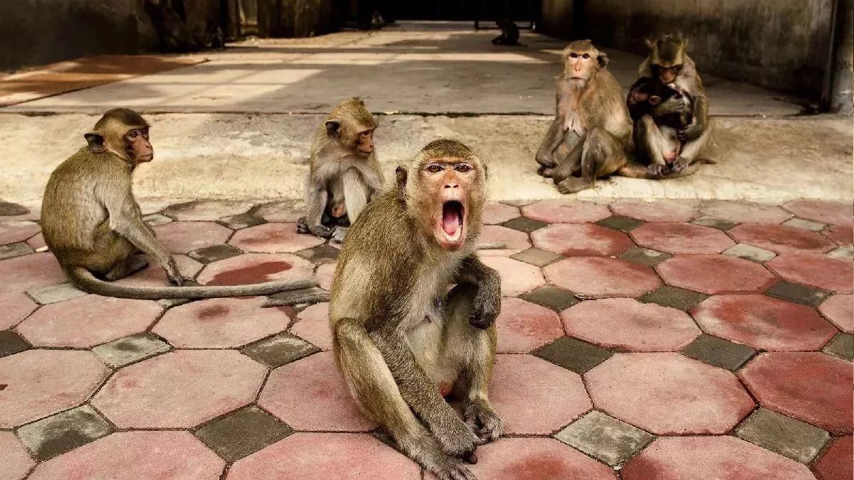 patudi nagar parishad launches monkey catching campaign