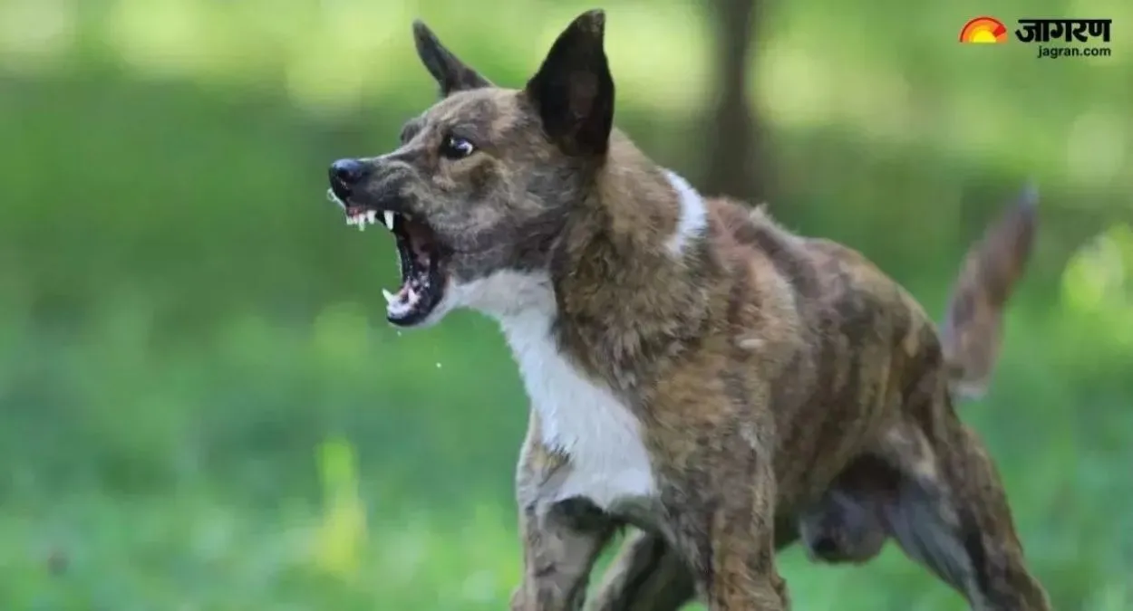 stray dog terror in meerut attacks residents kills police cat
