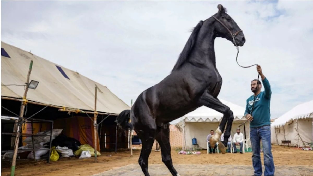 pushkar fair gst on horse sales monitored by officials