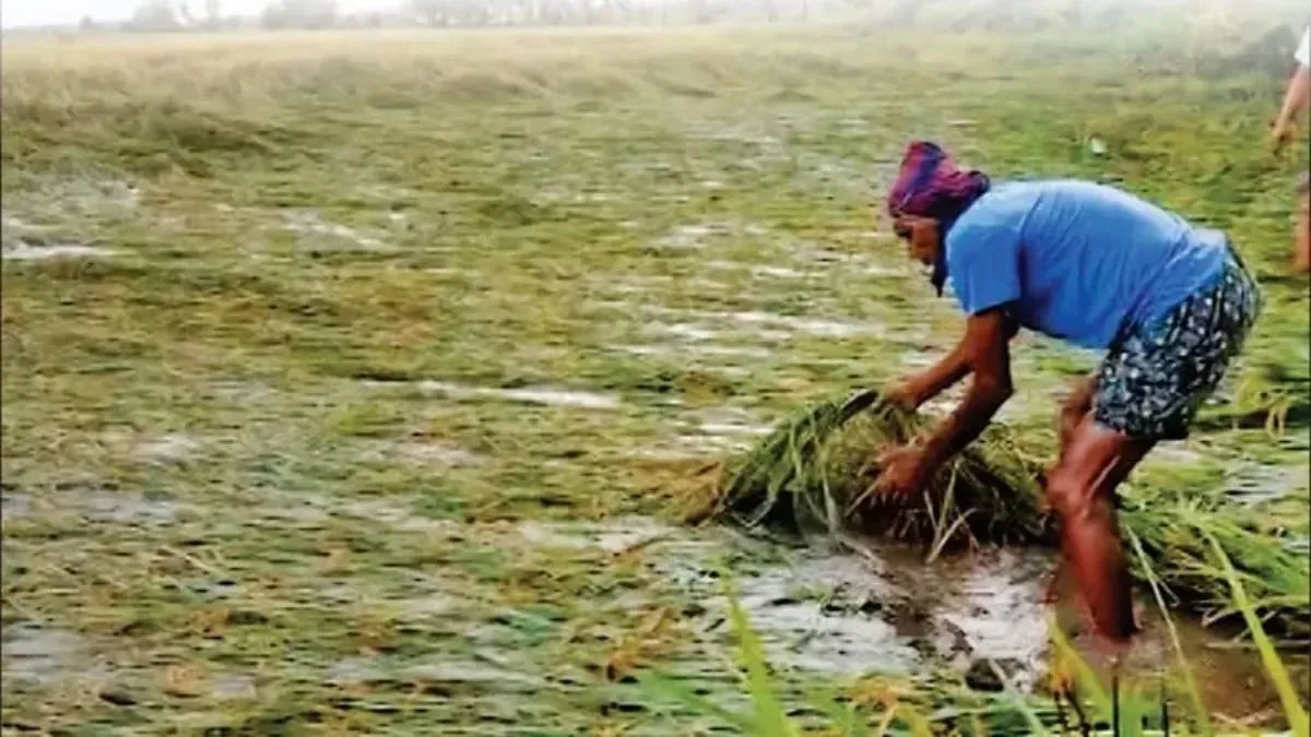 cyclone monta devastates chanduali farmers crops compensation awaited