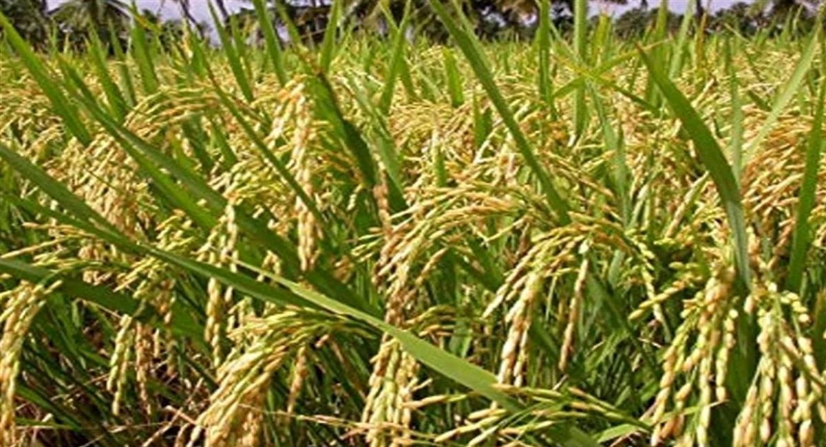 gorakhpur paddy procurement iris biometric scan for farmers