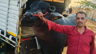मुर्रा नस्ल के झोटे के साथ मालिक।