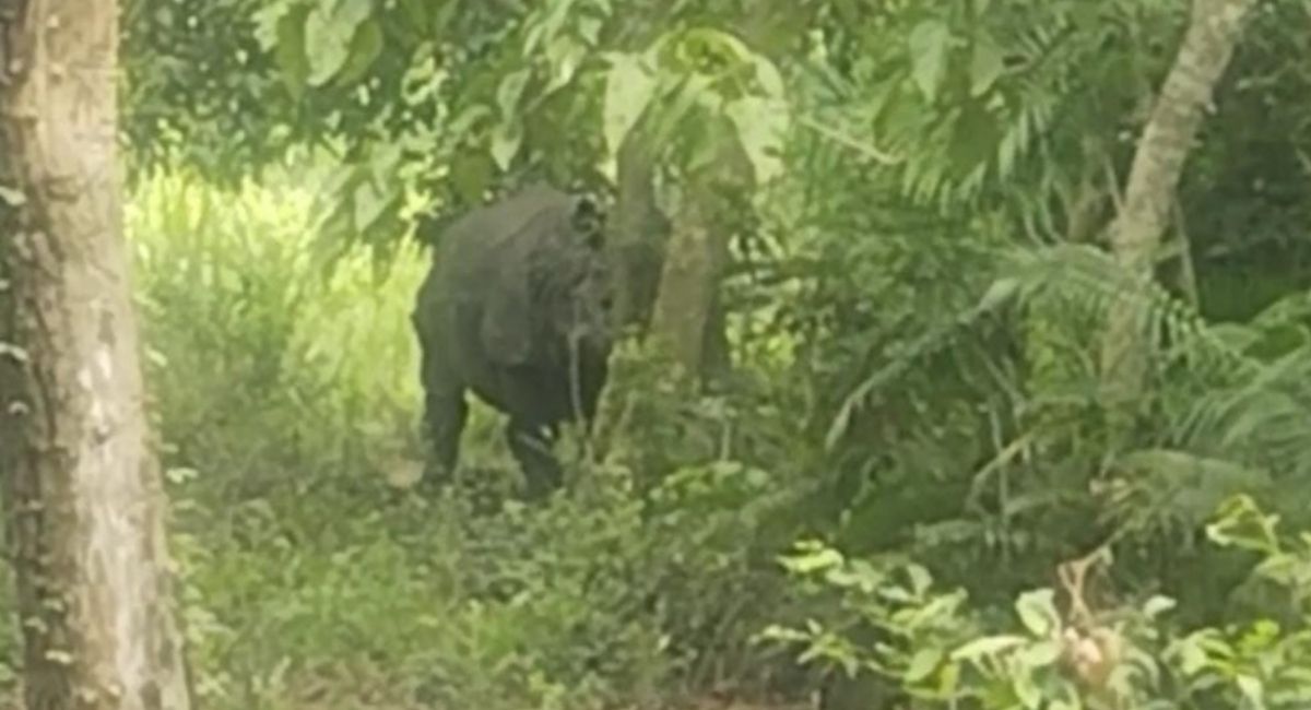 stranded rhino nepal flood sweeps rhino to india return blocked