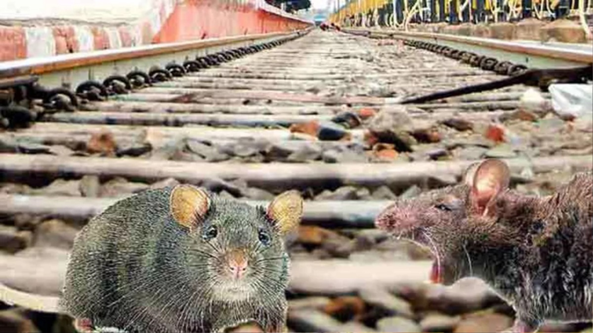 mp news rats are hollowing out railway stations and bridges