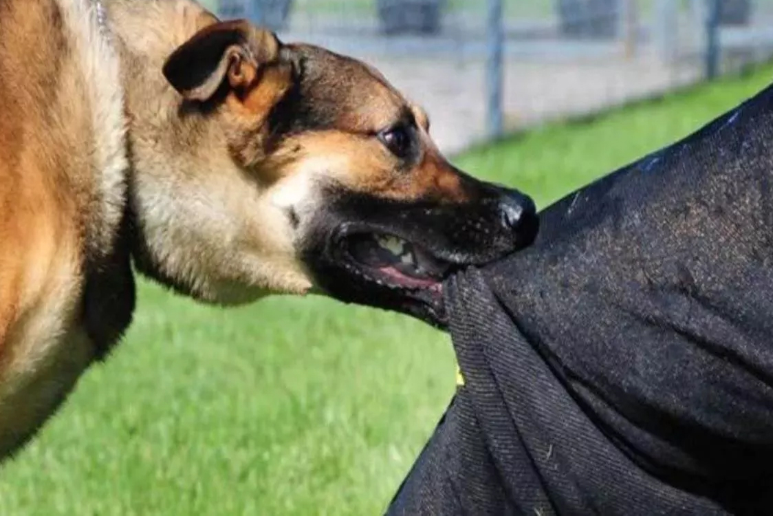 patnas solution for stray dogs call for immediate help