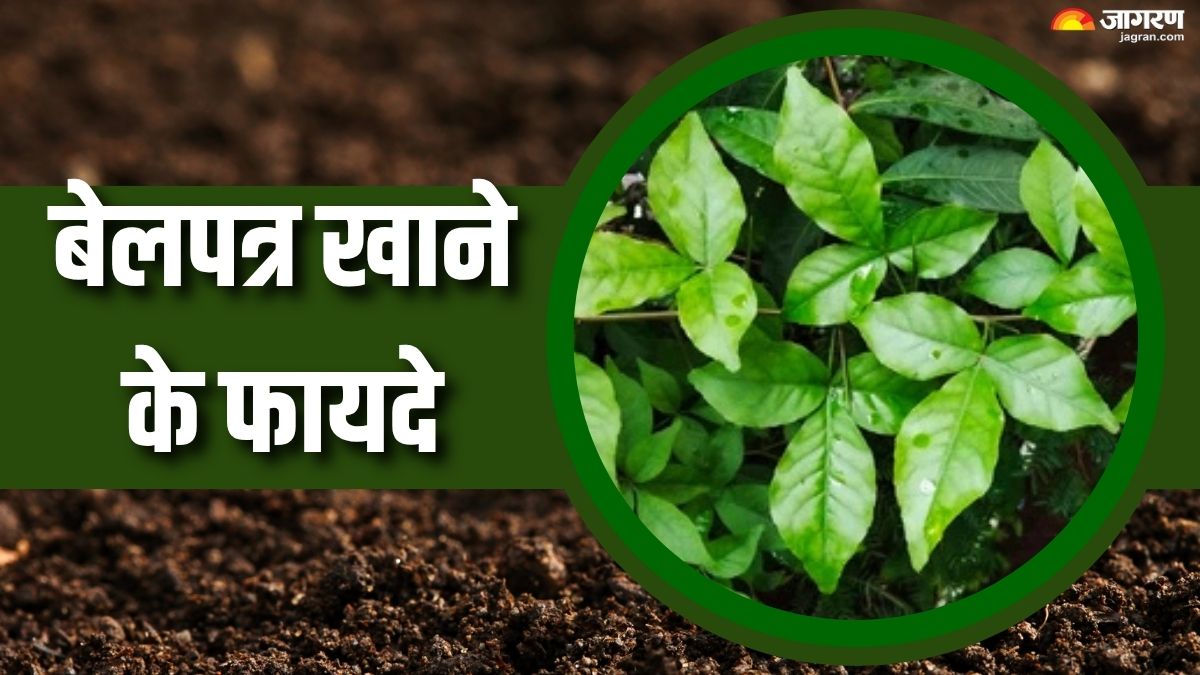 8 benefits of eating bael leaves on empty stomach check details here