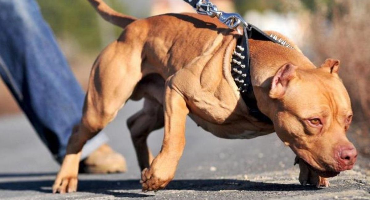 illegal hunting dogs in dehradun corporation awaits attack