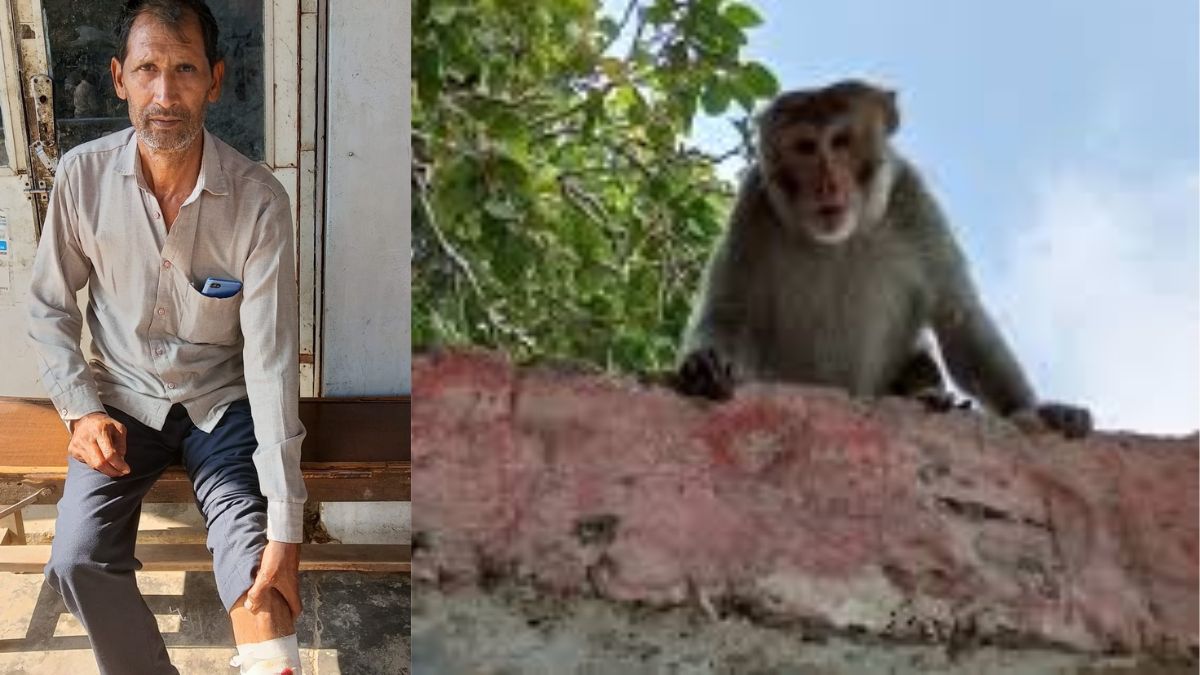 monkey attack farmer injured in hapur village