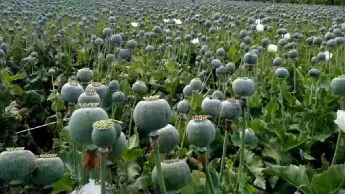 pakistan sends opium seeds disguised as bird feed to bangladesh
