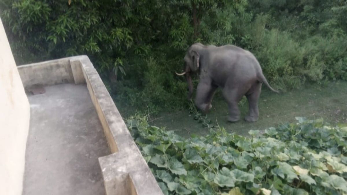 wild elephants enter pilibhit tiger reserve forest officials monitor overnight