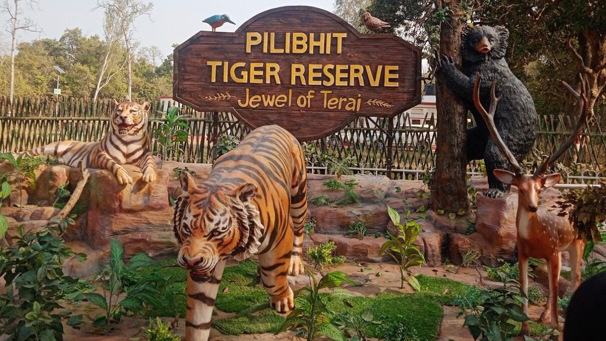 barahi gate offers tourists a view of tigers a new hotspot for adventure and nature lovers