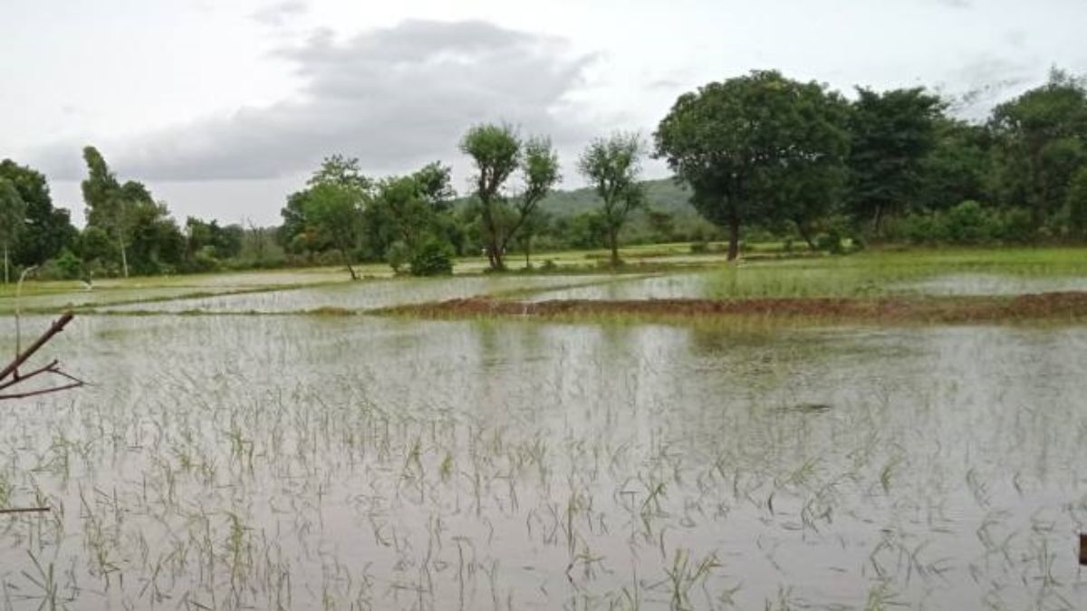 rewari canal breach crops destroyed farmers demand compensation
