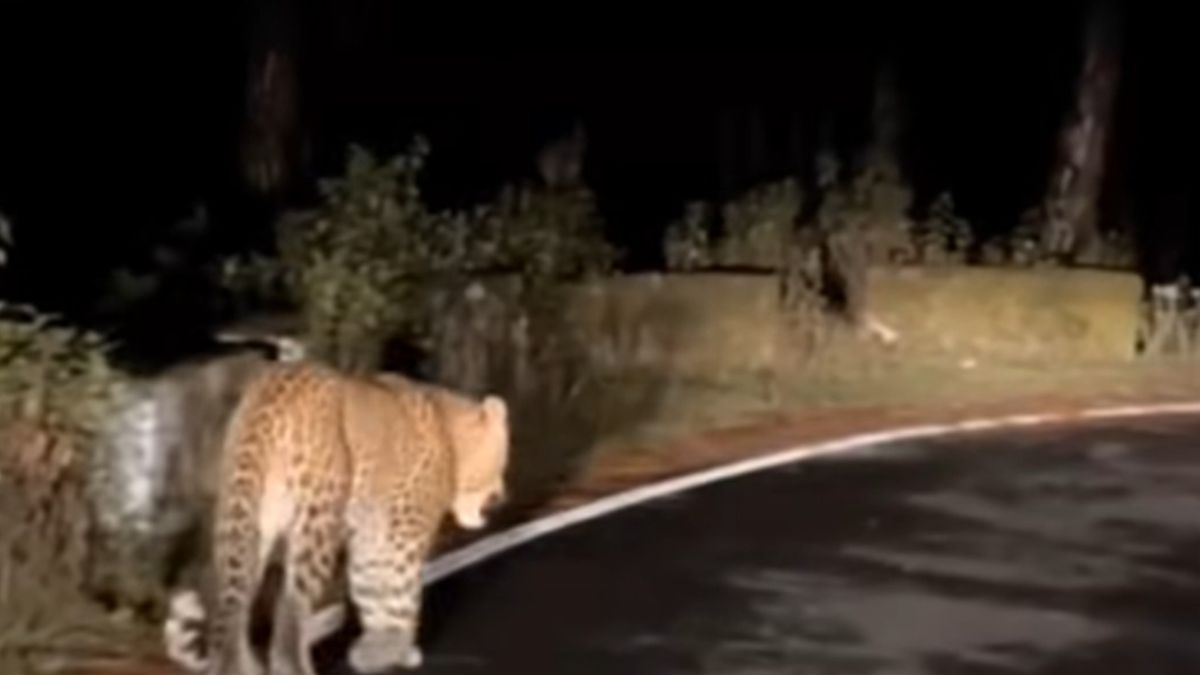 leopard spotted near rudraprayag collectorate