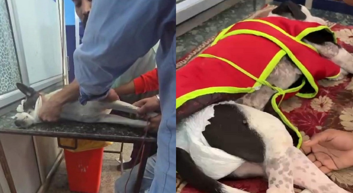 dog blood transfusion saves american bully in muzaffarnagar