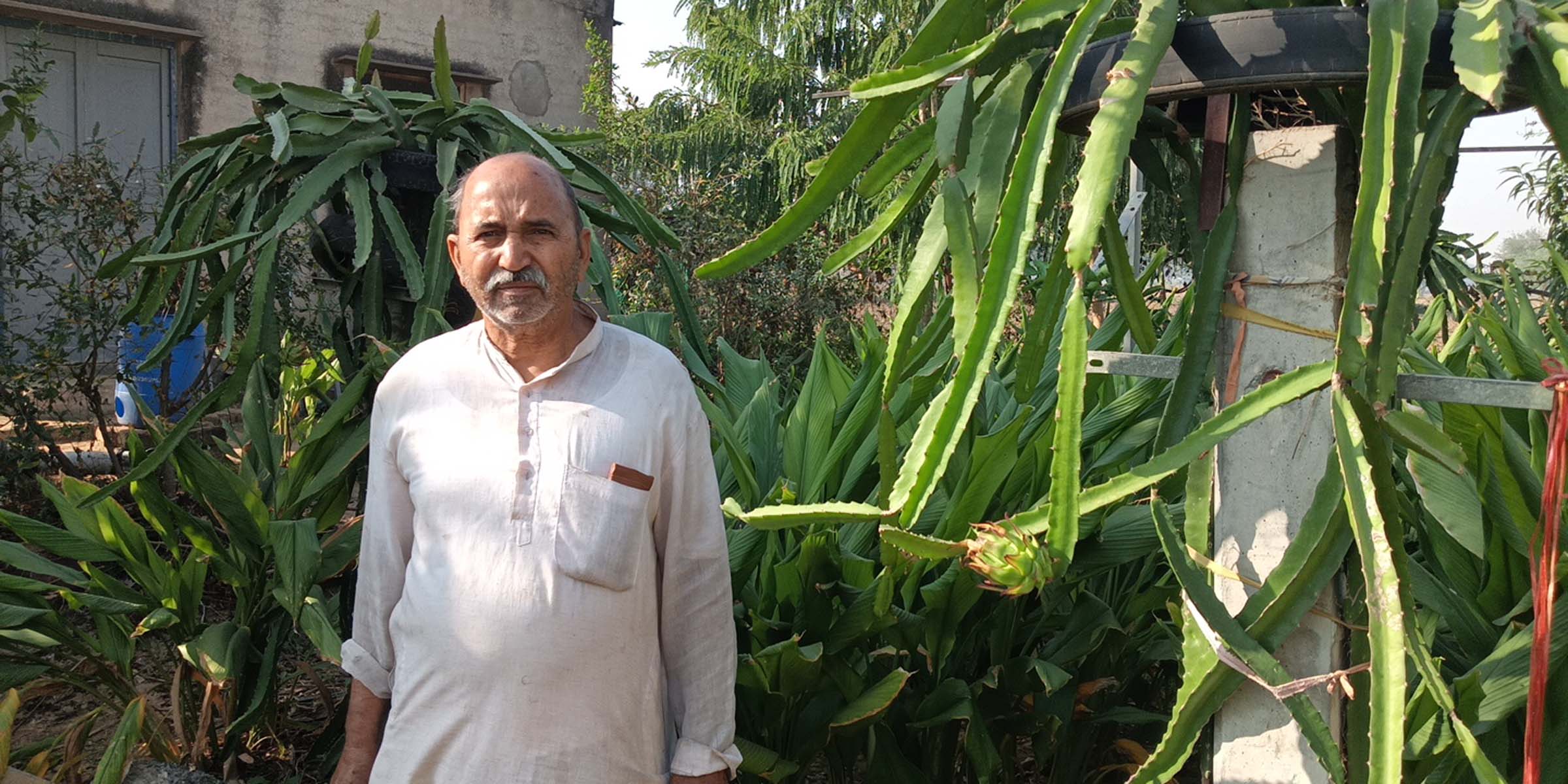 kanina farmers dragon fruit experiment 1000 plants yielding fruit