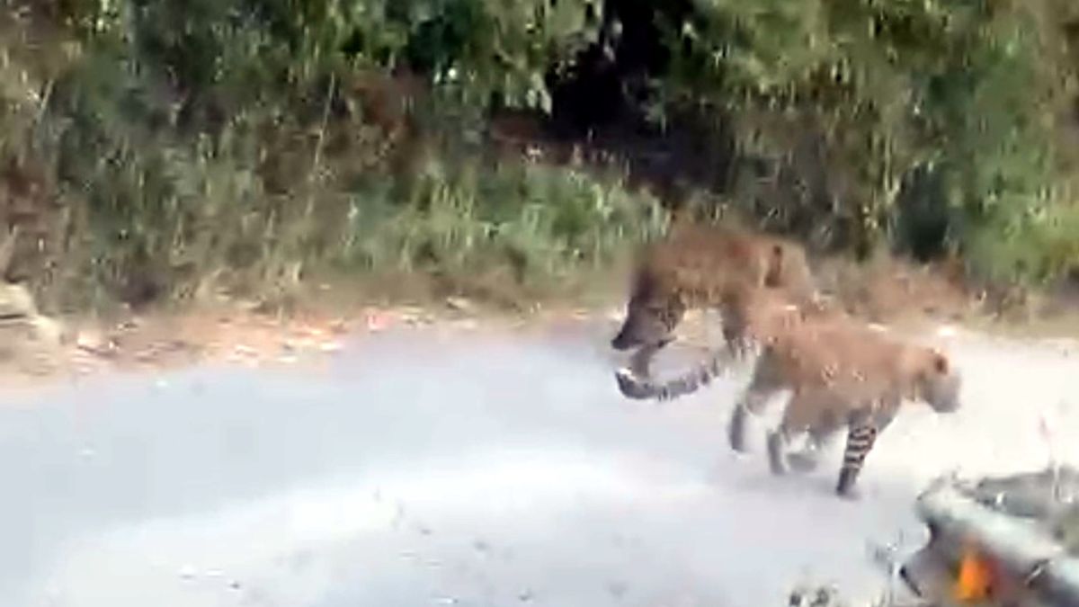 leopard terror in pauri cows killed leopards fight on road