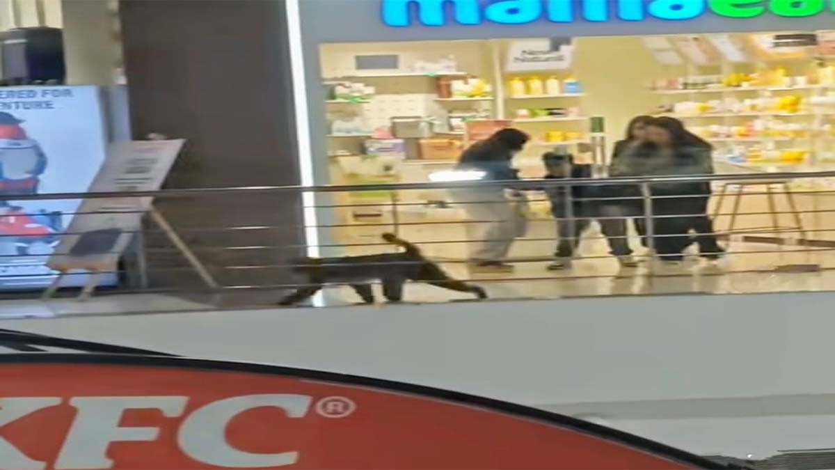 monkey invades prabhatam mall in dhanbad bites 56 people so far