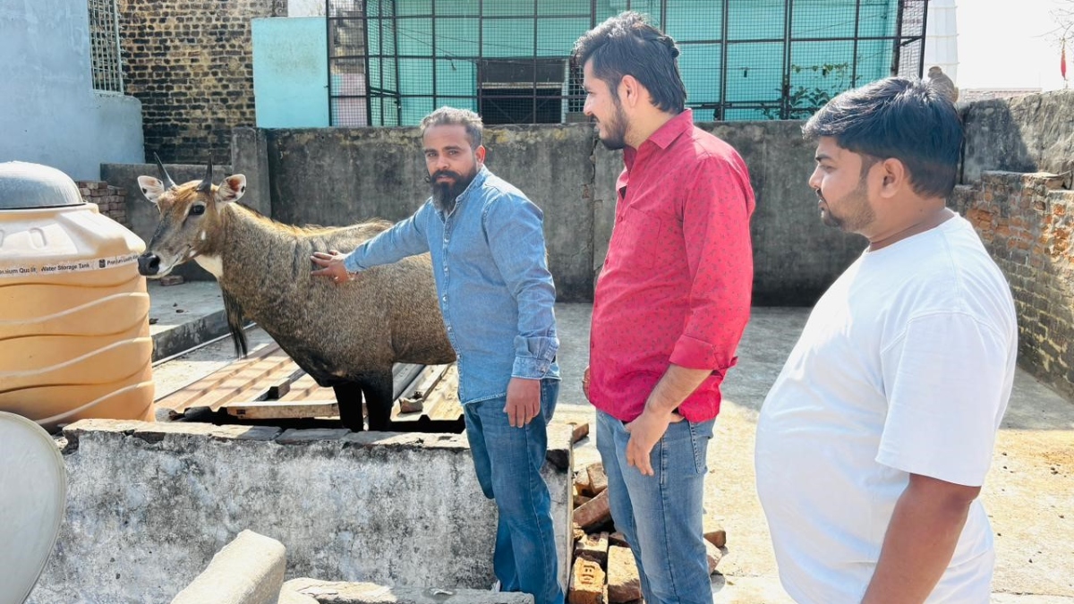 stray nilgai rescued from rooftop in muradnagar after hourslong effort