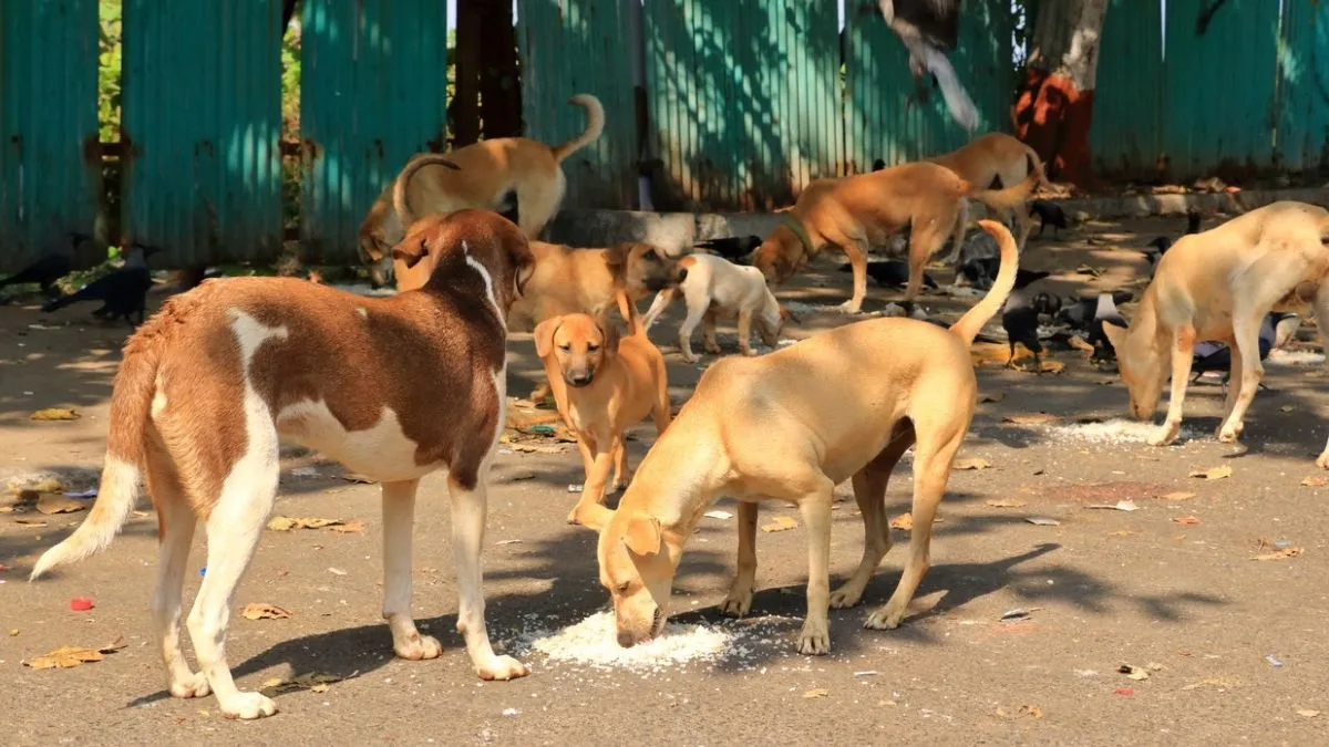 अस्पताल, बस स्टैंड, रेलवे स्टेशन और... आवारा कुत्ते हटाने को लेकर सुप्रीम कोर्ट ने क्या दिया आदेश?
