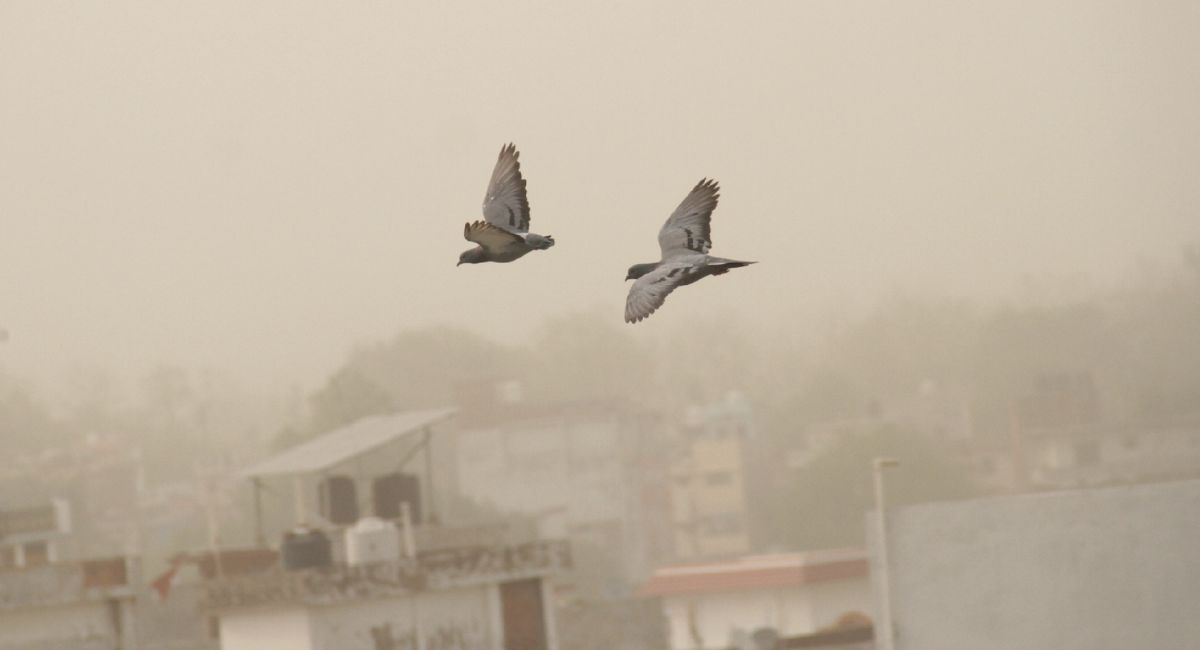 agra weather cold winds drop temperature bringing chill