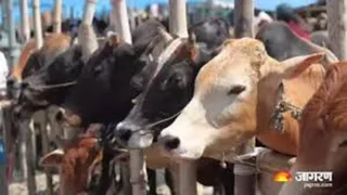 फ्रांस में एक जानलेवा वायरस फैल रहा है, जो पशुओं के लिए घातक साबित हो रहा है। (प्रतीकात्मक फोटो)
