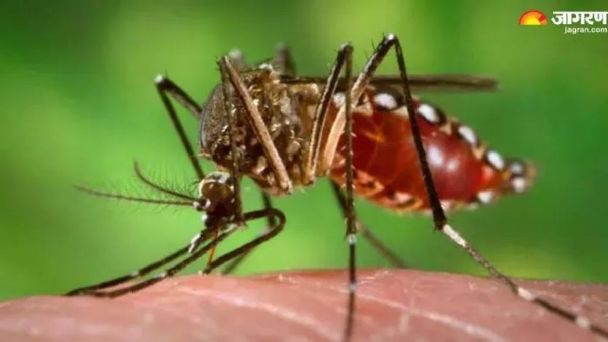 deadly dengue2 strain found active in western up report