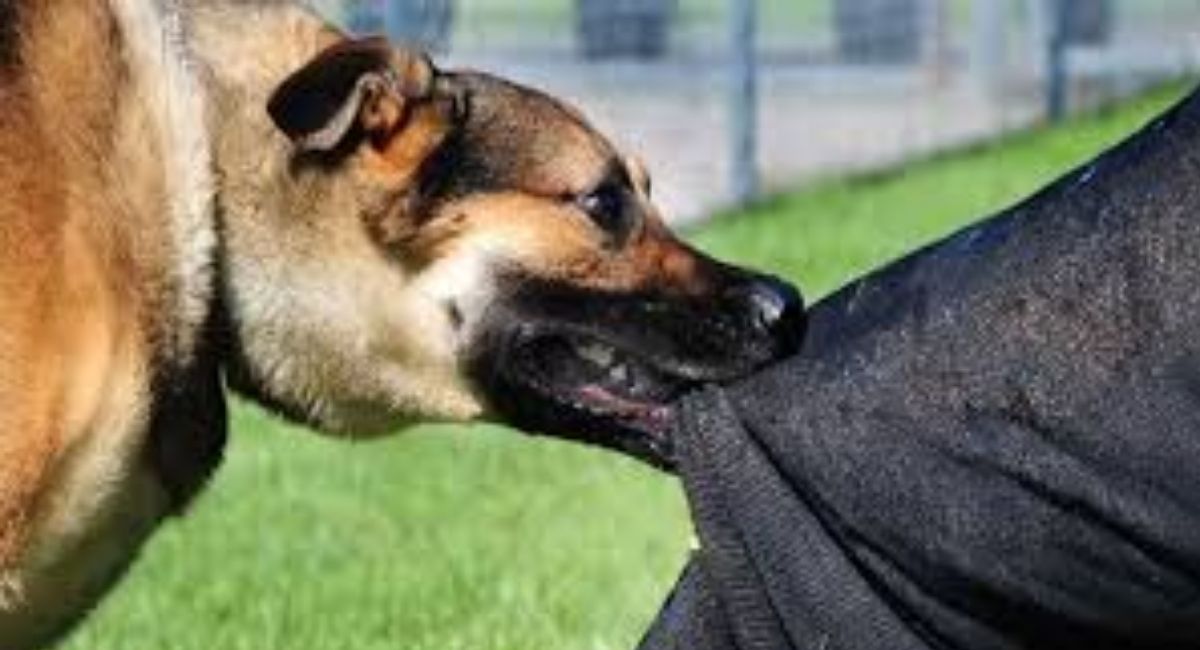 dehradun 4097 dangerous dogs roaming freely raising safety concerns