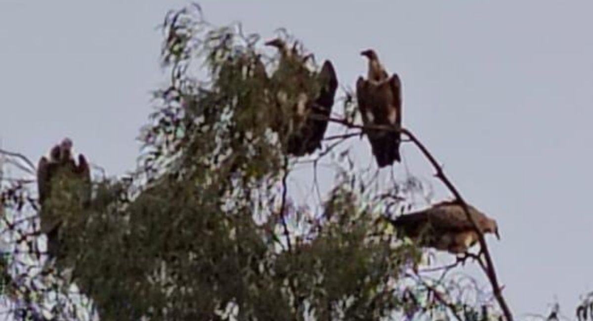 rare vultures spotted in basti a good omen