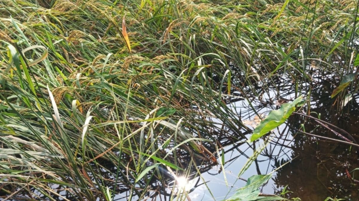 waterlogging in fields bihar farmers face rabi crop sowing crisis