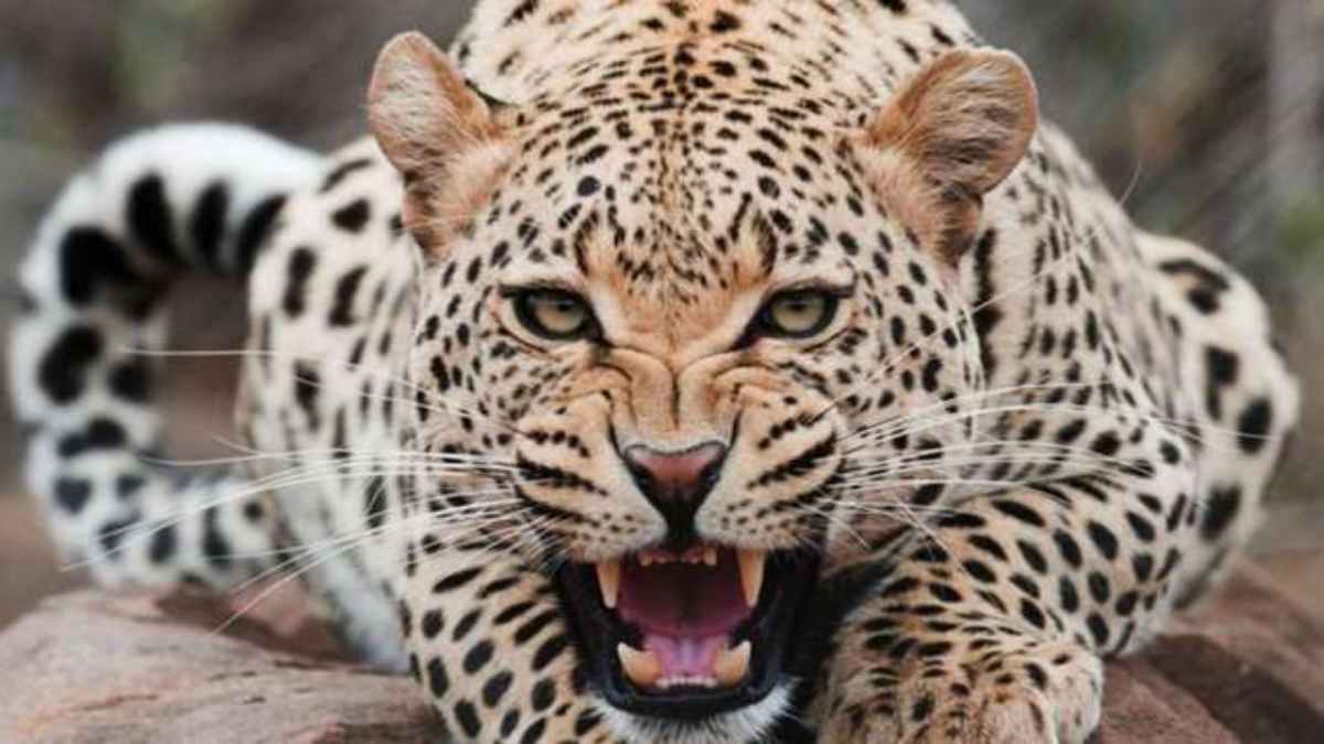 leopard attacks 10yearold girl in uttar pradesh