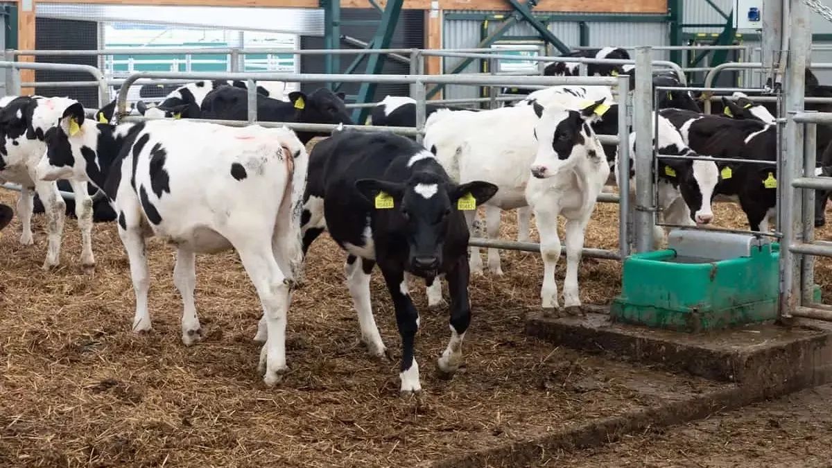 animal husbandry scheme scam supplier benefits himself and family