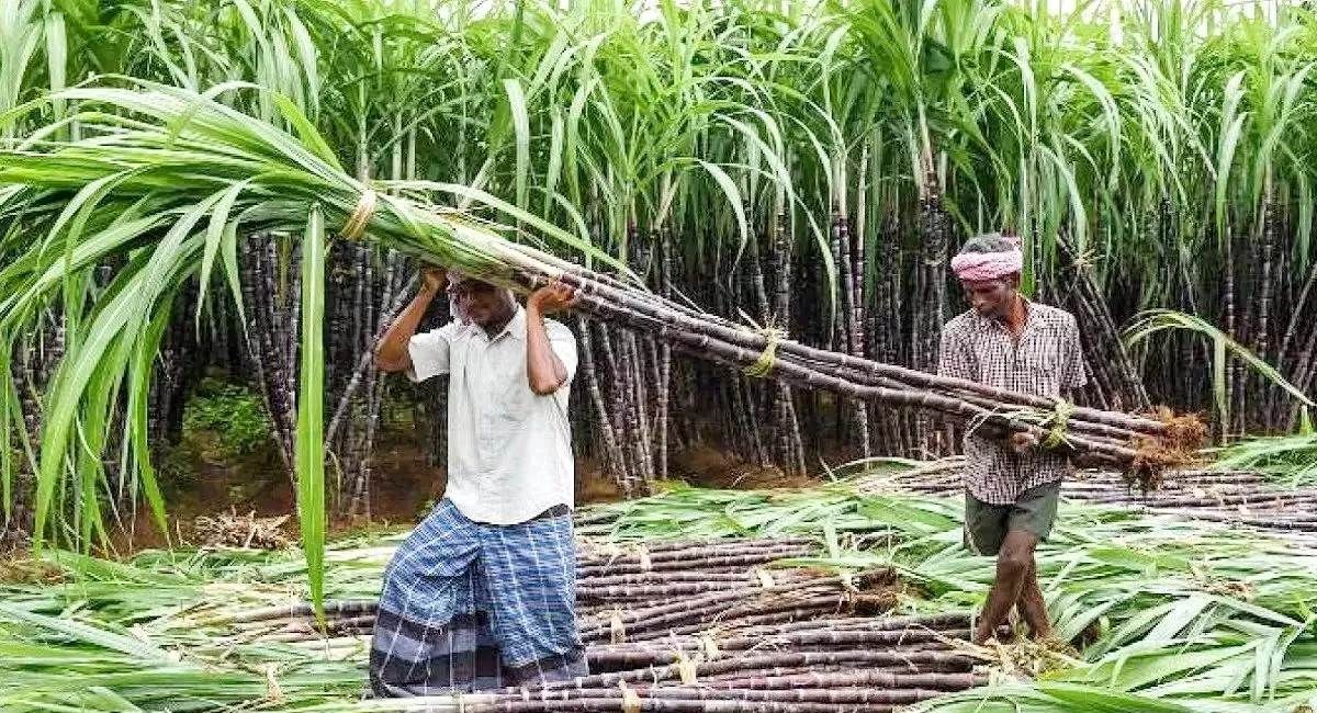 kushinagar sugarcane farming decline farmers affected by weather