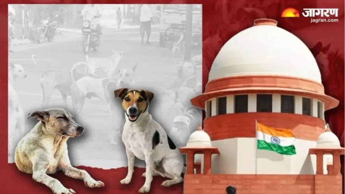 संपादकीय: सार्वजनिक स्थानों से आवारा कुत्तों को हटाने का निर्देश, क्या अब जागेंगे स्थानीय निकाय?